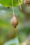 Jacktree Sinojackia xylocarpa ovoidÂ brown fruit